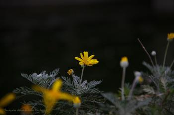 Une simple fleur illumine le Rocher des Doms