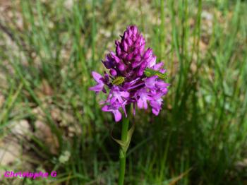 Orchidée sauvage (orchis pyramidal)