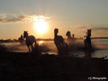 Sortie de l'eau d'un groupe de chevaux de camargue au soleil couchant