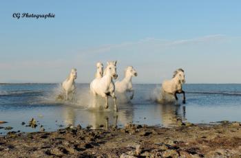Sortie de l'étang du vaccarès d'un groupe de chevaux camargue