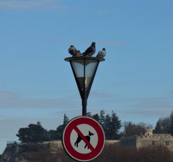 Bravo les pigeons ! bon lobbying auprès de la mairie d